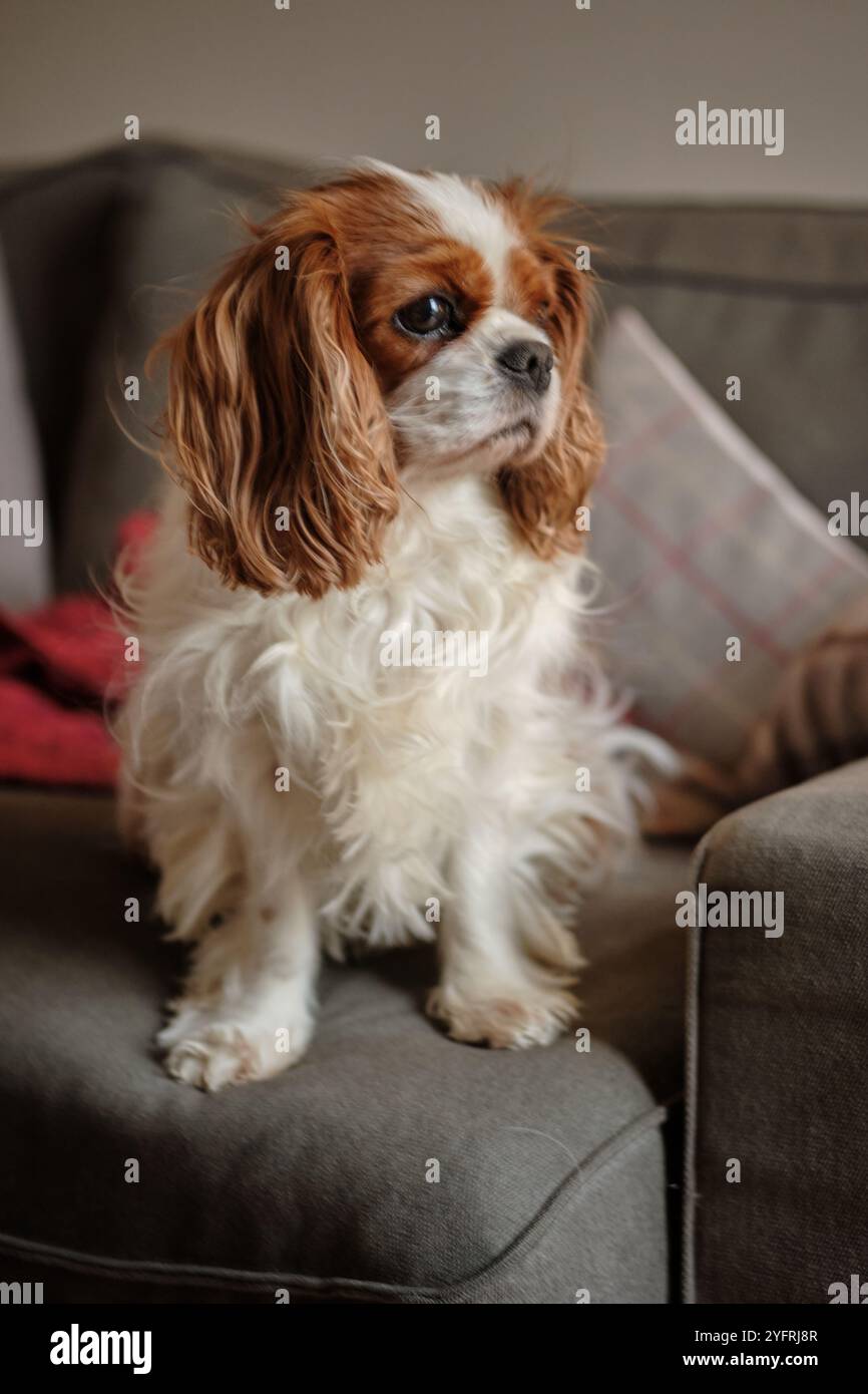 König Charles Cavalier Spaniel sitzt auf einem Sofa und blickt zum Fenster Stockfoto