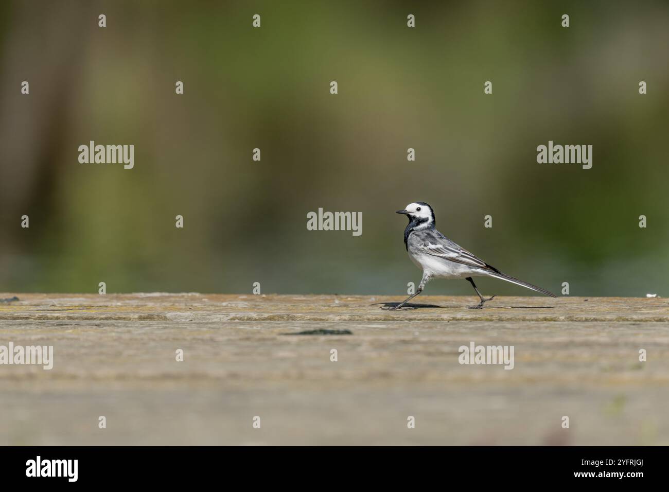 White Wagtaill (Motacilla alba) geht auf einer Holzbrücke über einen Fluss. BAS-Rhin, Collectivite europeenne d'Alsace, Grand Est, Frankreich, Europa Stockfoto