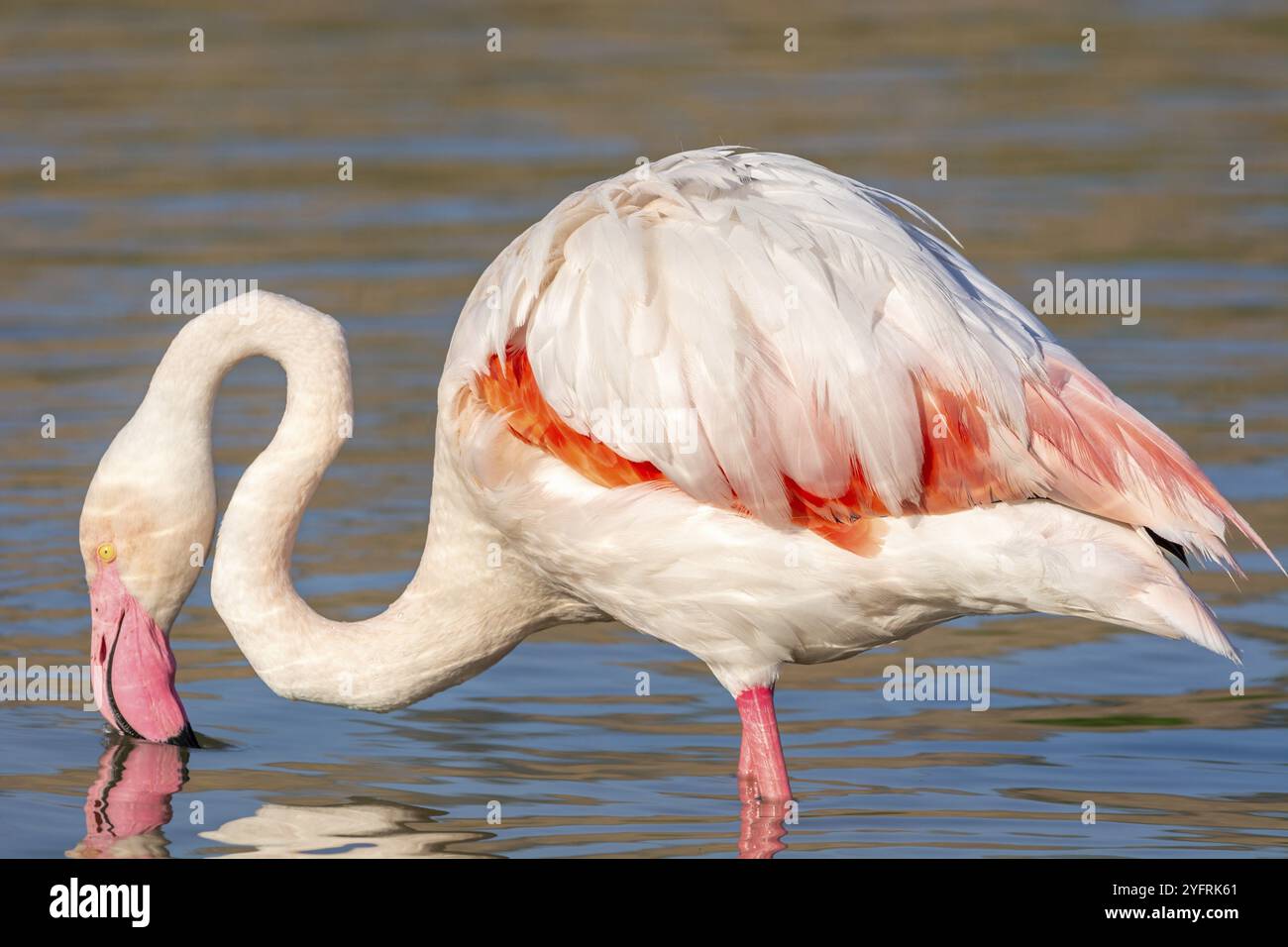 Porträt eines Flamingos in einem Sumpfgebiet der Camargue, Tier im Naturraum, Frankreich, Europa Stockfoto