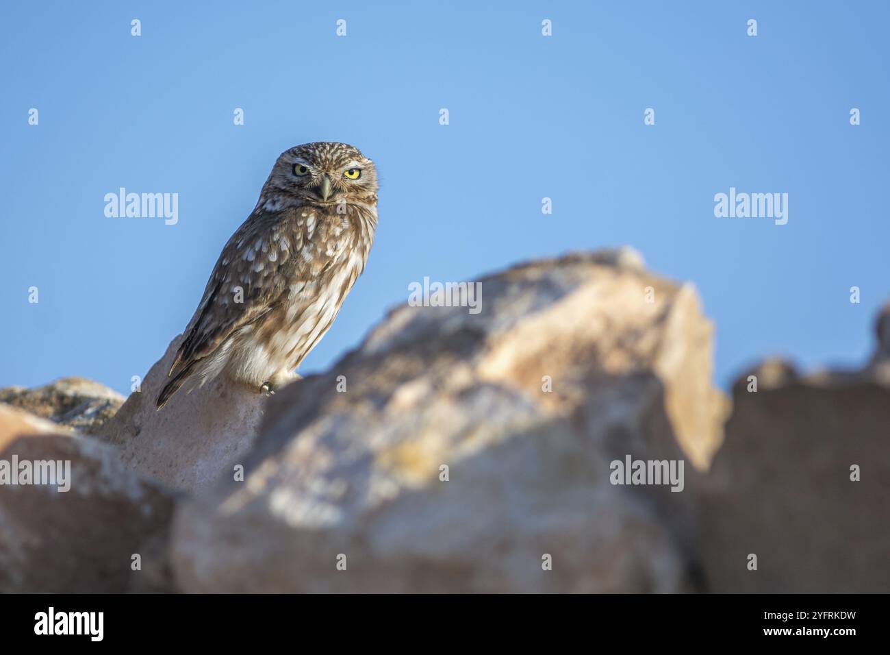 Kleine Eulen (Athene noctua) auf Felsen, die sich in der Morgensonne erwärmen. Souss-Massa-Draa, Agadir, marokko Stockfoto