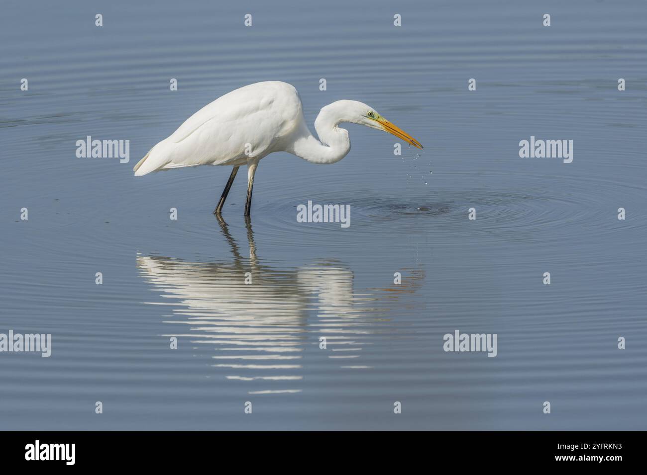 Großer Reiher (Ardea alba) auf der Suche nach Fisch. Bas Rhin, Elsass, Frankreich, Europa Stockfoto