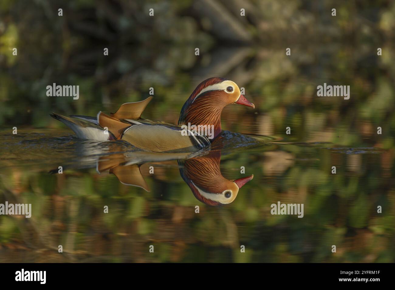 Wunderschöne Mandarinente, die auf dem Wasser schwimmt. Frankreich Stockfoto