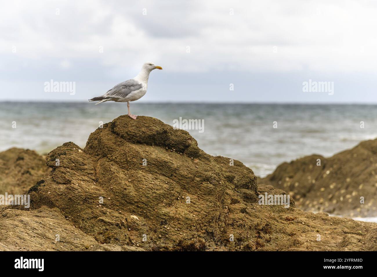 Möwe auf einem Felsen am Atlantik. Frankreich Stockfoto