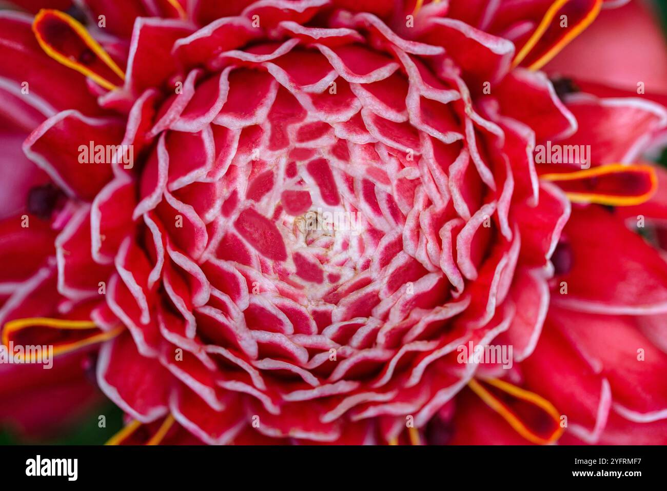 Fackel Ingwerblume ( Etlingera elatior ) - Kampala Uganda Stockfoto