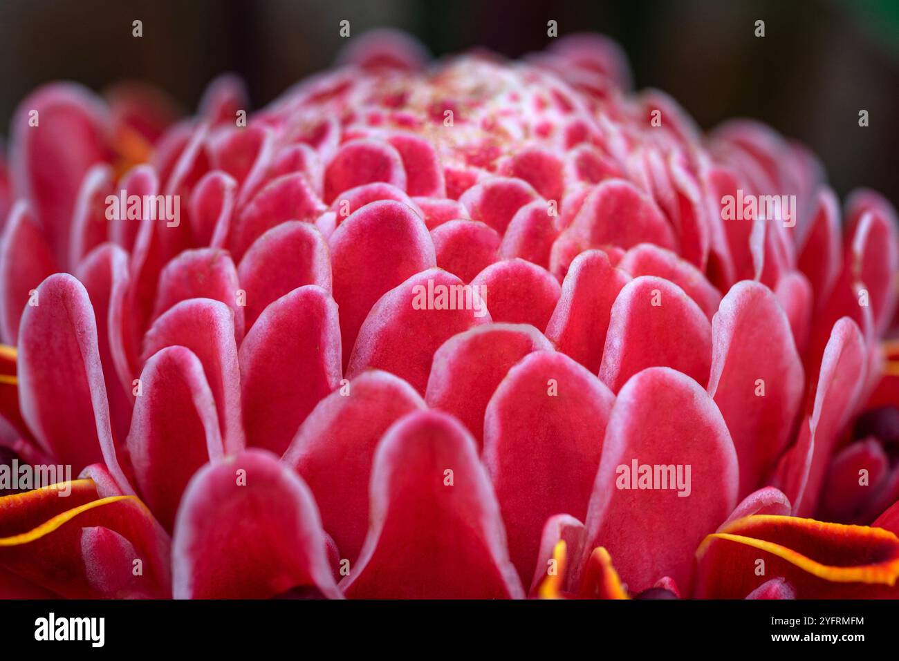 Fackel Ingwerblume ( Etlingera elatior ) - Kampala Uganda Stockfoto