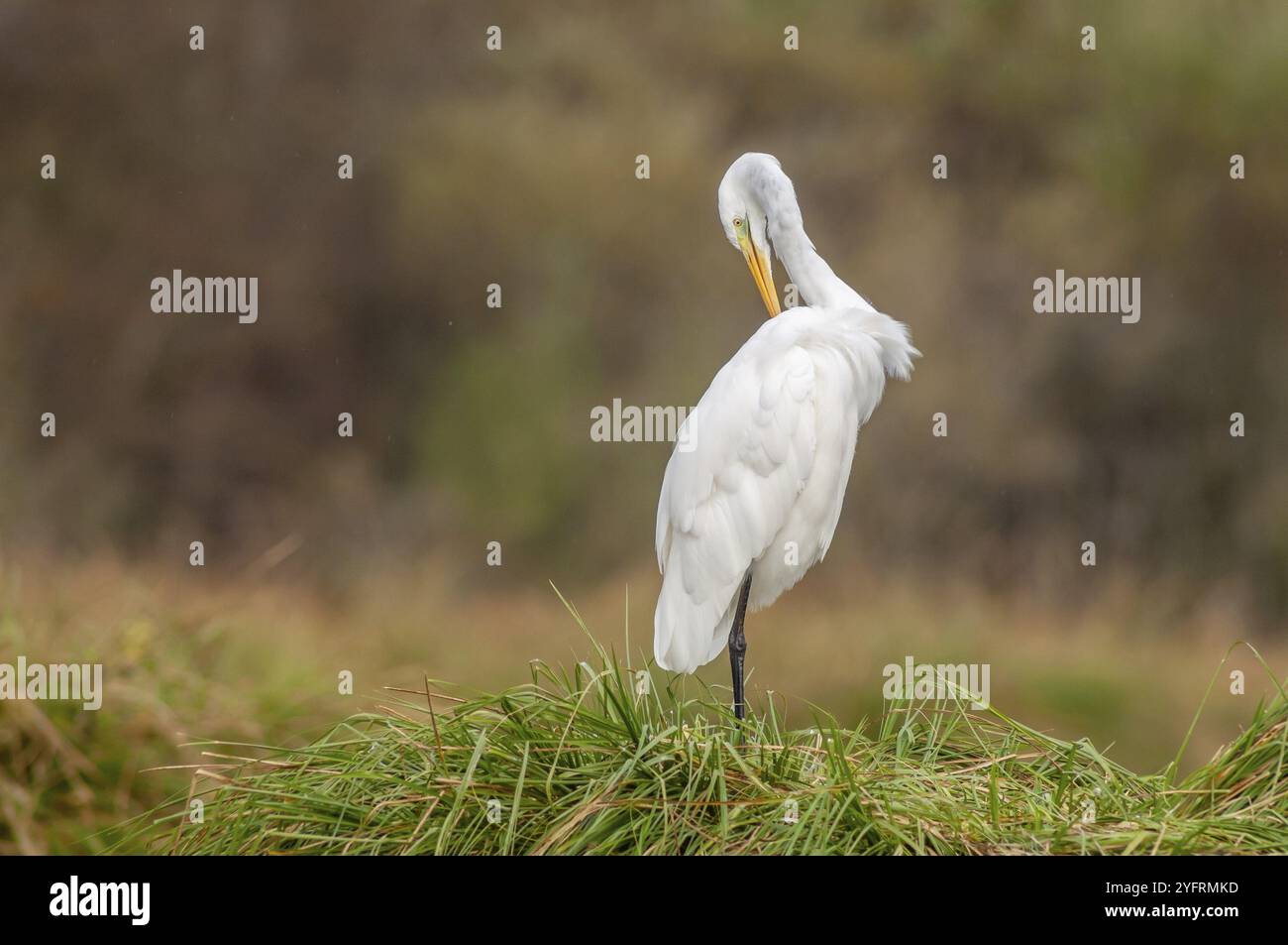 Reiher (Ardea alba) stinkt seine Federn im Sumpf. Elsass, Frankreich, Europa Stockfoto