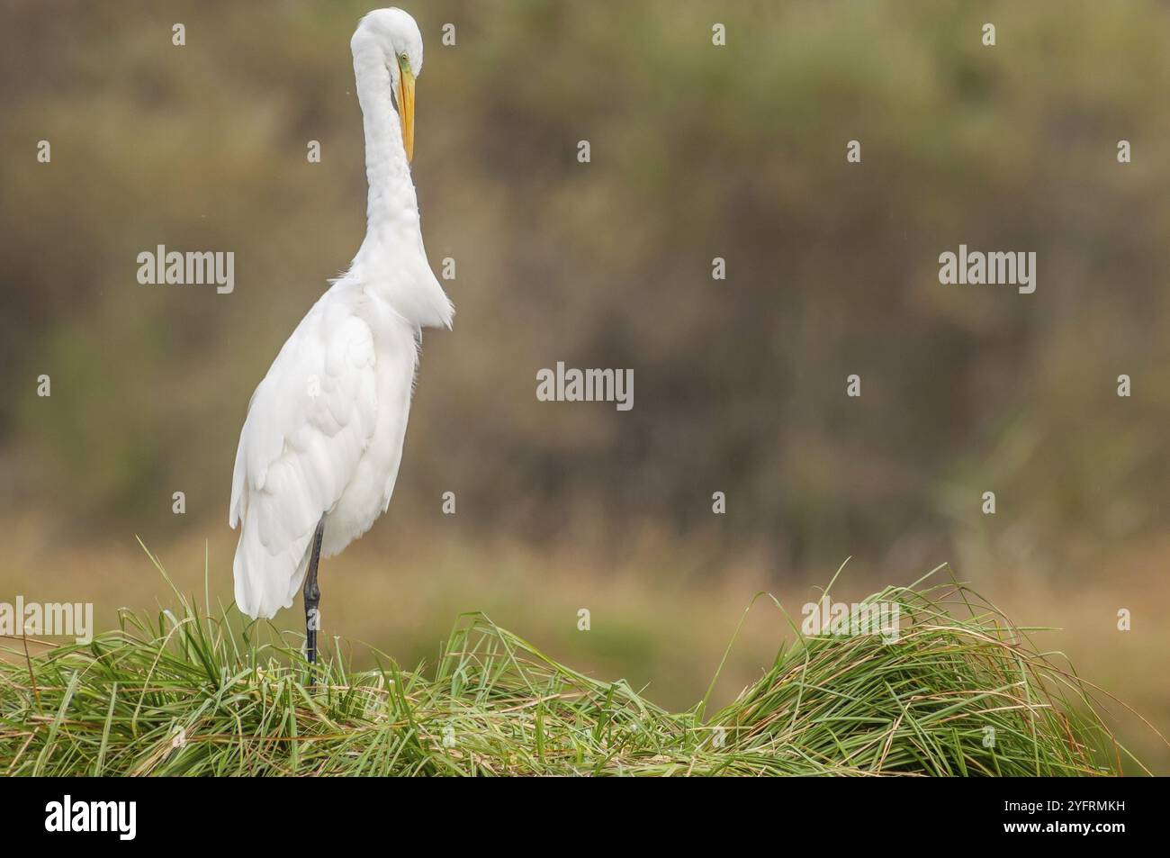 Reiher (Ardea alba) stinkt seine Federn im Sumpf. Elsass, Frankreich, Europa Stockfoto
