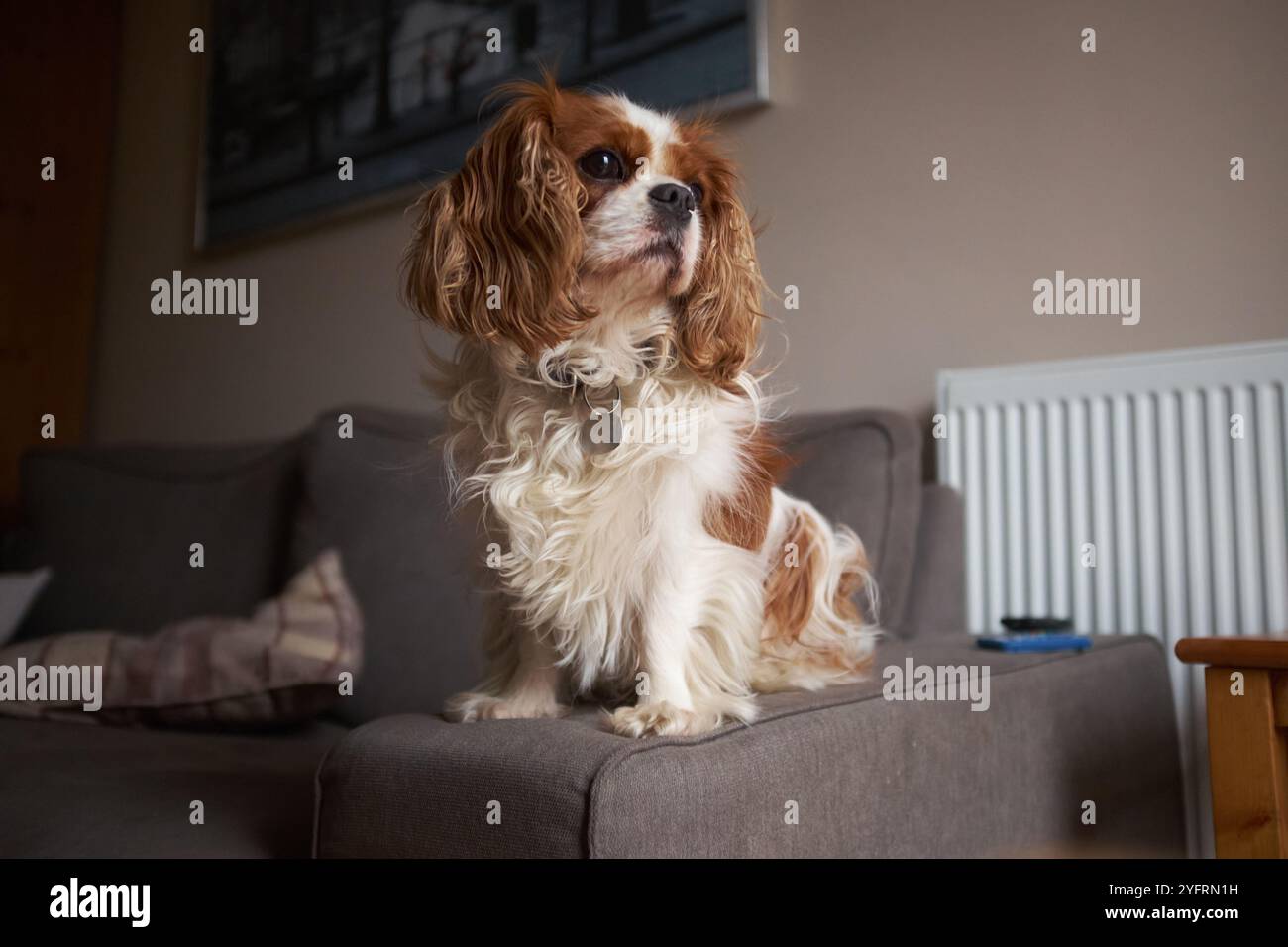 König Charles Cavalier Spaniel sitzt auf einem Sofa und blickt zum Fenster. Stockfoto