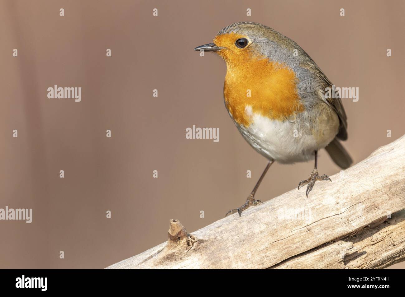 Der Europäische Robin (Erithacus rubecula) sitzt im Winter auf einem Ast im Wald. Elsass, Frankreich, Europa Stockfoto