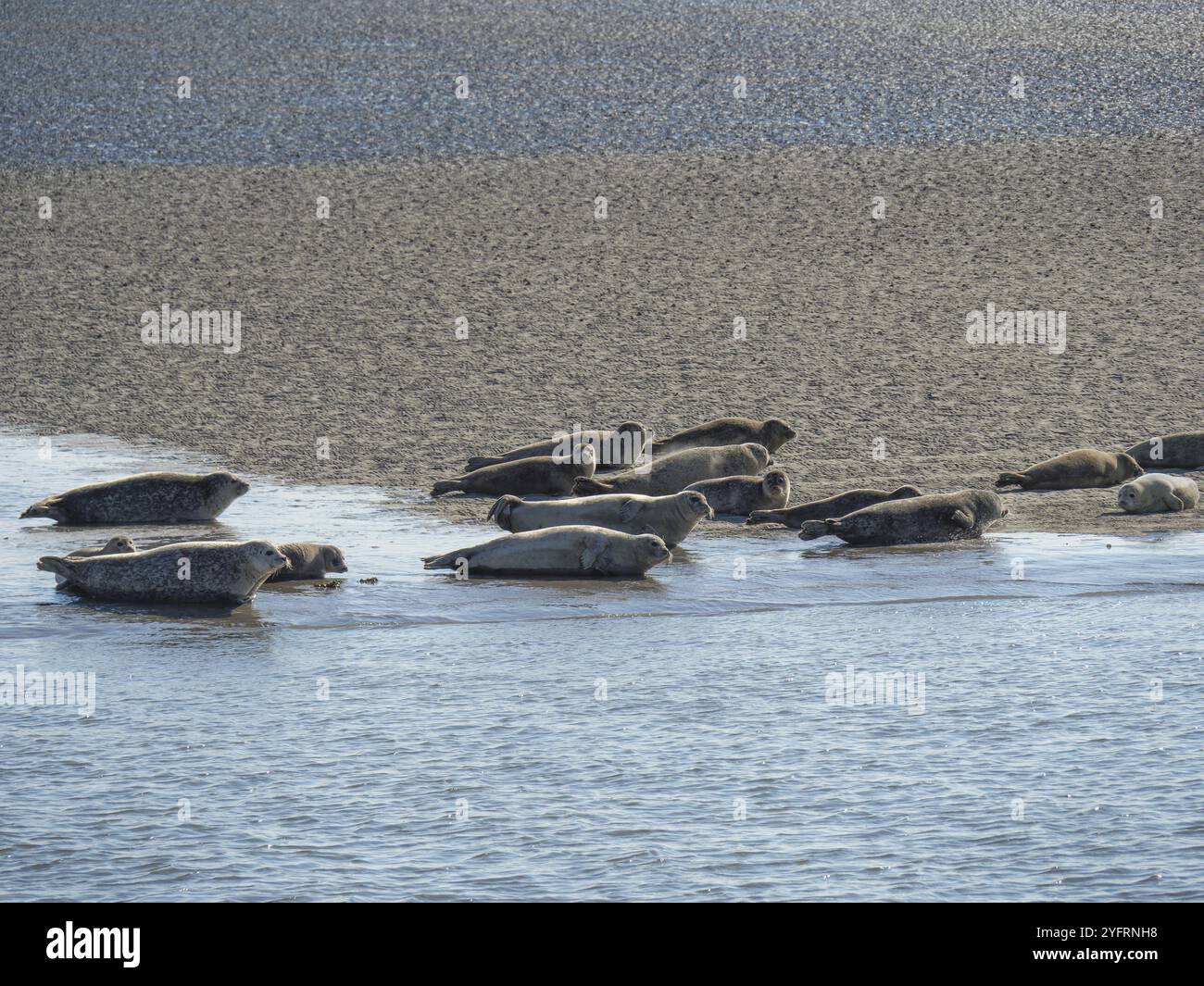 Gruppe von Robben, die entspannt auf einer Sandbank am Meer liegen, baltrum, ostfriesland, deutschland Stockfoto