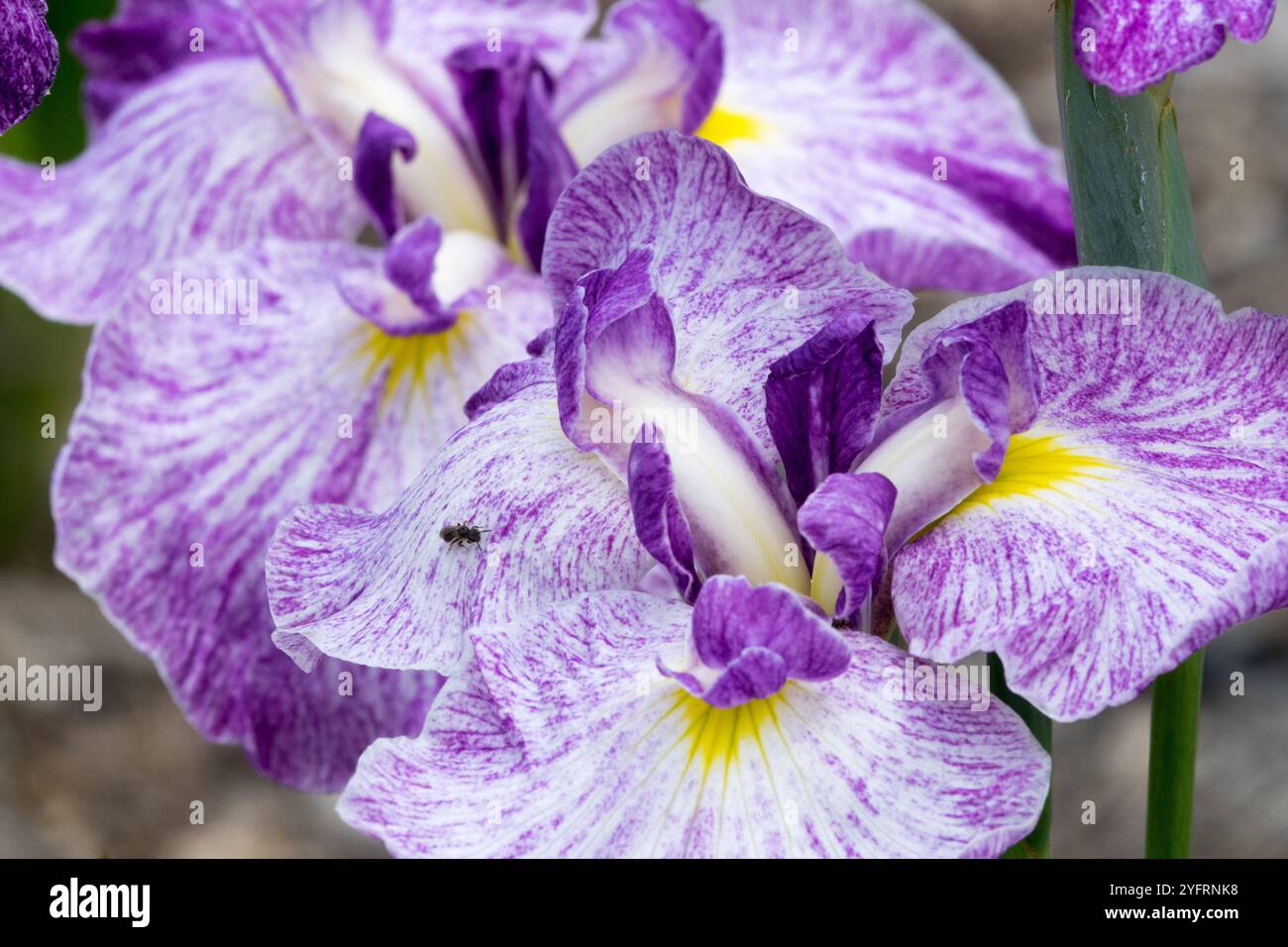 Lila Iris ensata „Schlesian Pinwheel“ Blumenblumen blühende Blüten blühend in Bloom Abloom, Nahaufnahme Details Details Stockfoto