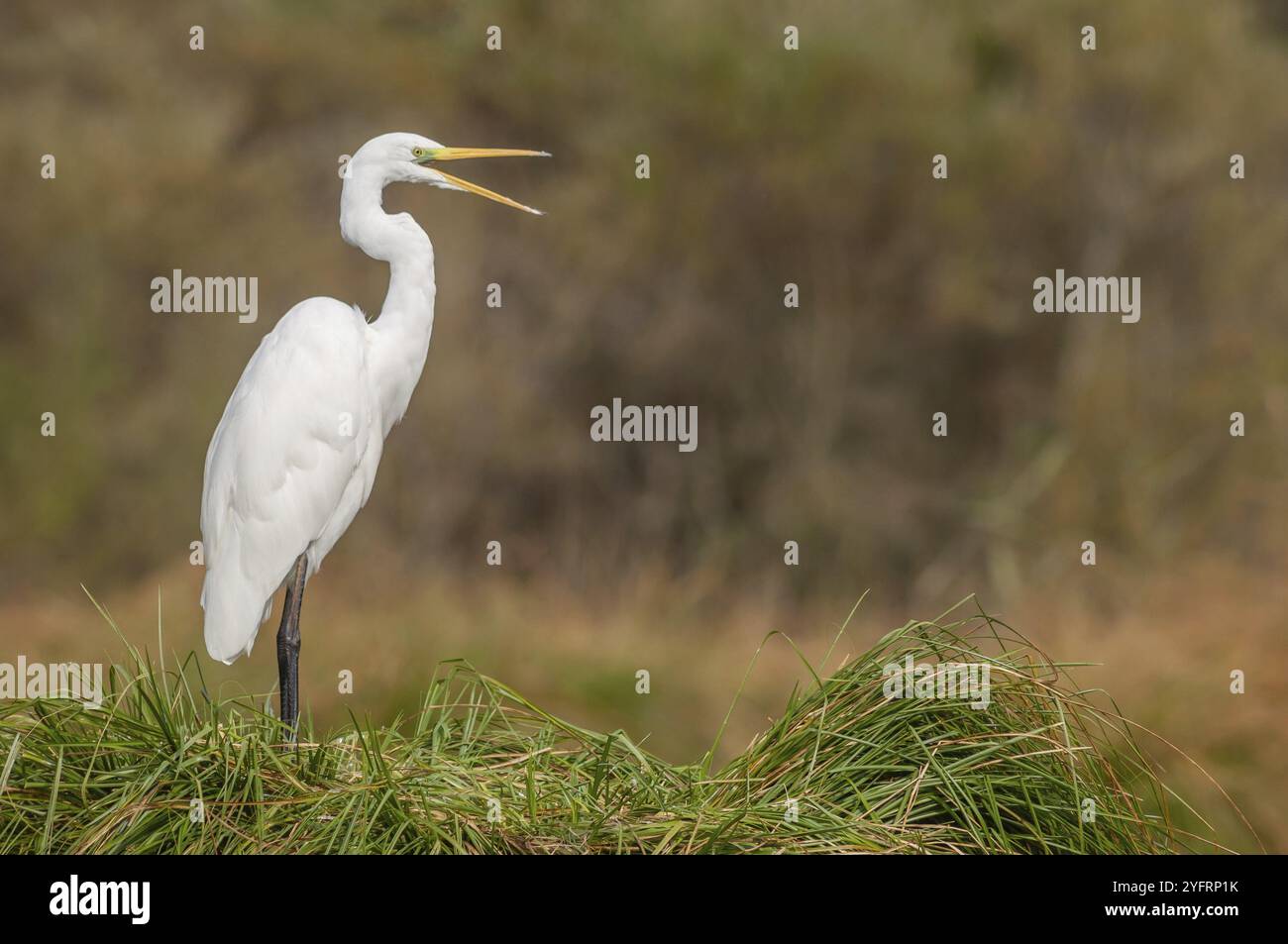 Reiher (Ardea alba) stinkt seine Federn im Sumpf. Elsass, Frankreich, Europa Stockfoto