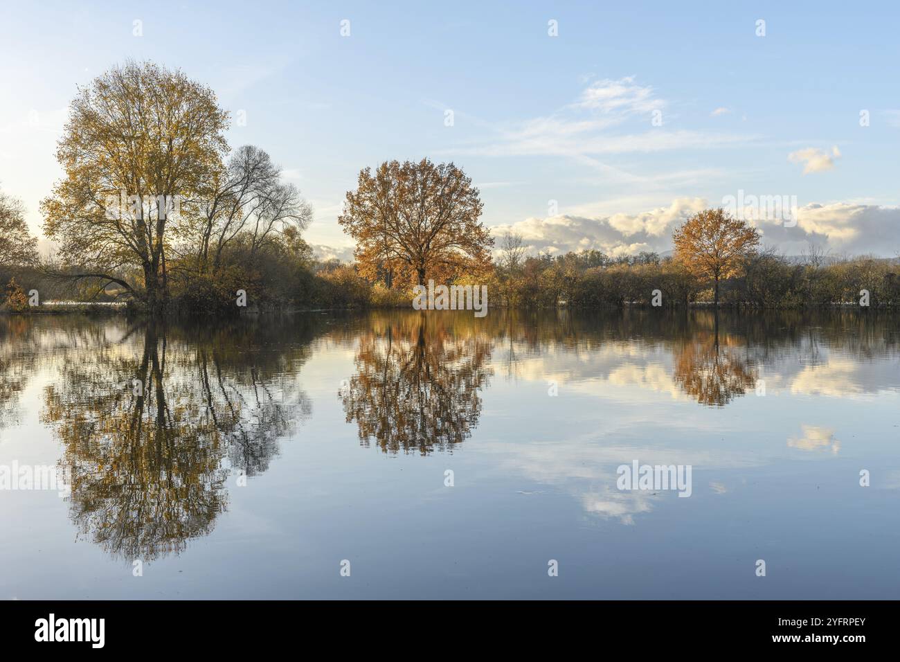 Bäume spiegeln sich in einer überfluteten Wiese nach starken Regenfällen. Herbstlandschaft. Bas-Rhin, Elsass, Grand Est, Frankreich, Europa Stockfoto