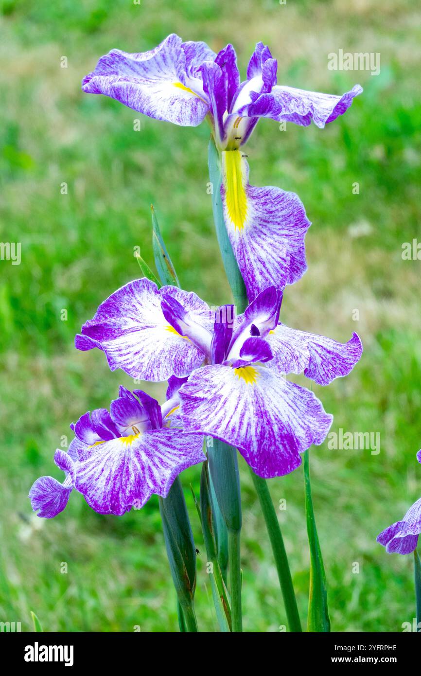 Iris ensata „Schlesian Pinwheel“ Garden Japanese Iris lila weiß blühend Stockfoto