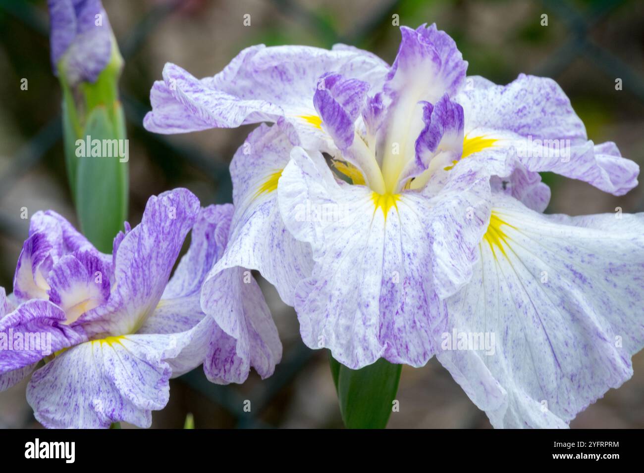 Weiße lila japanische Irisblume Stockfoto