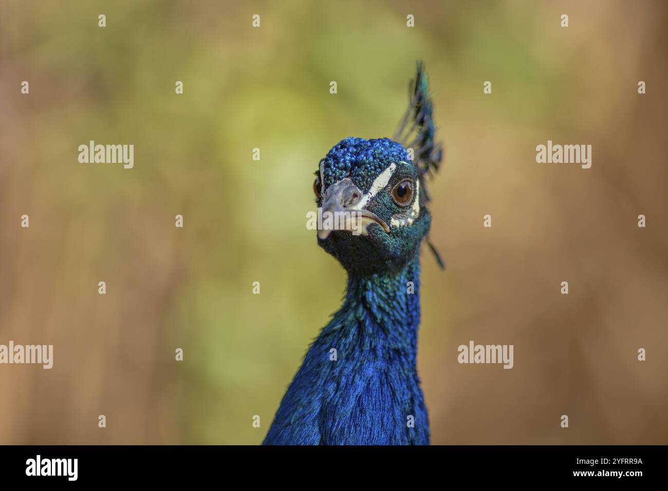 Porträt eines männlichen Blaupfauens (Pavo cristatus) im Garten. Ouarzazate, Draa-Tafilalet, Marokko, Afrika Stockfoto