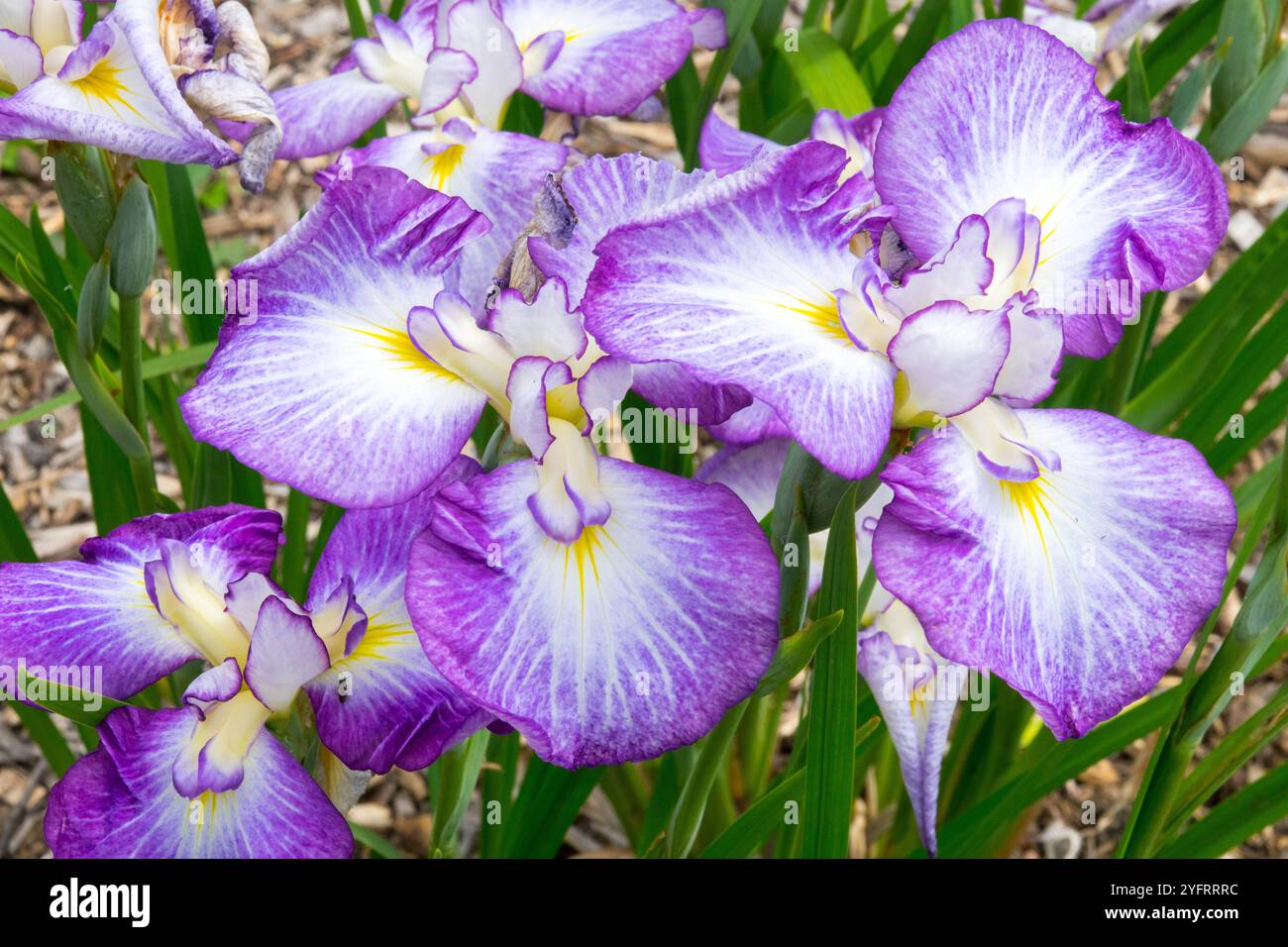 Iris ensata „Wonderful Delight“ fällt hell violett Stockfoto