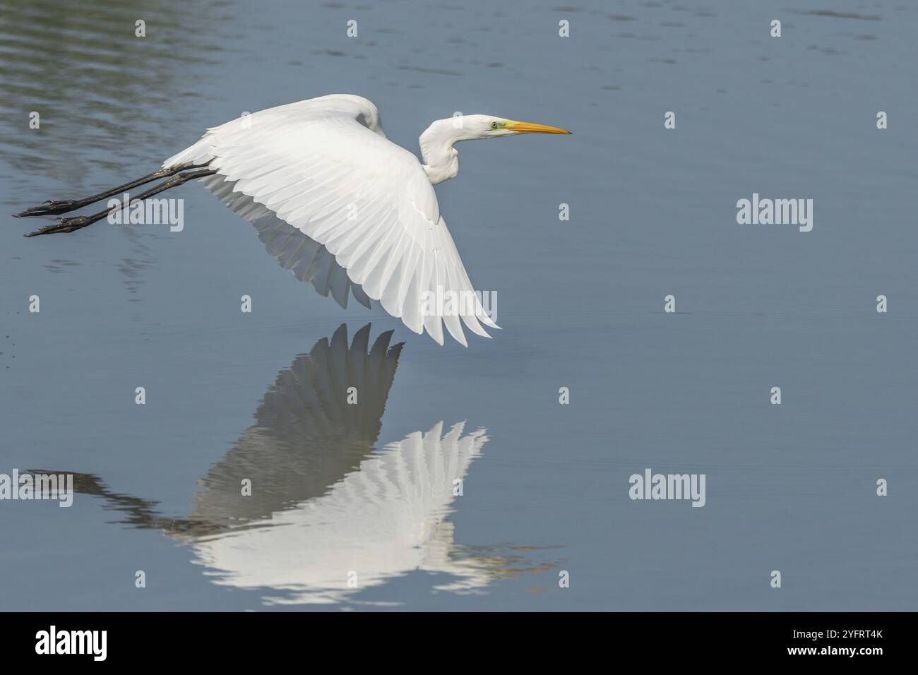 Großer Reiher (Ardea alba) im Flug über ein Sumpfgebiet. Bas Rhin, Elsass, Frankreich, Europa Stockfoto