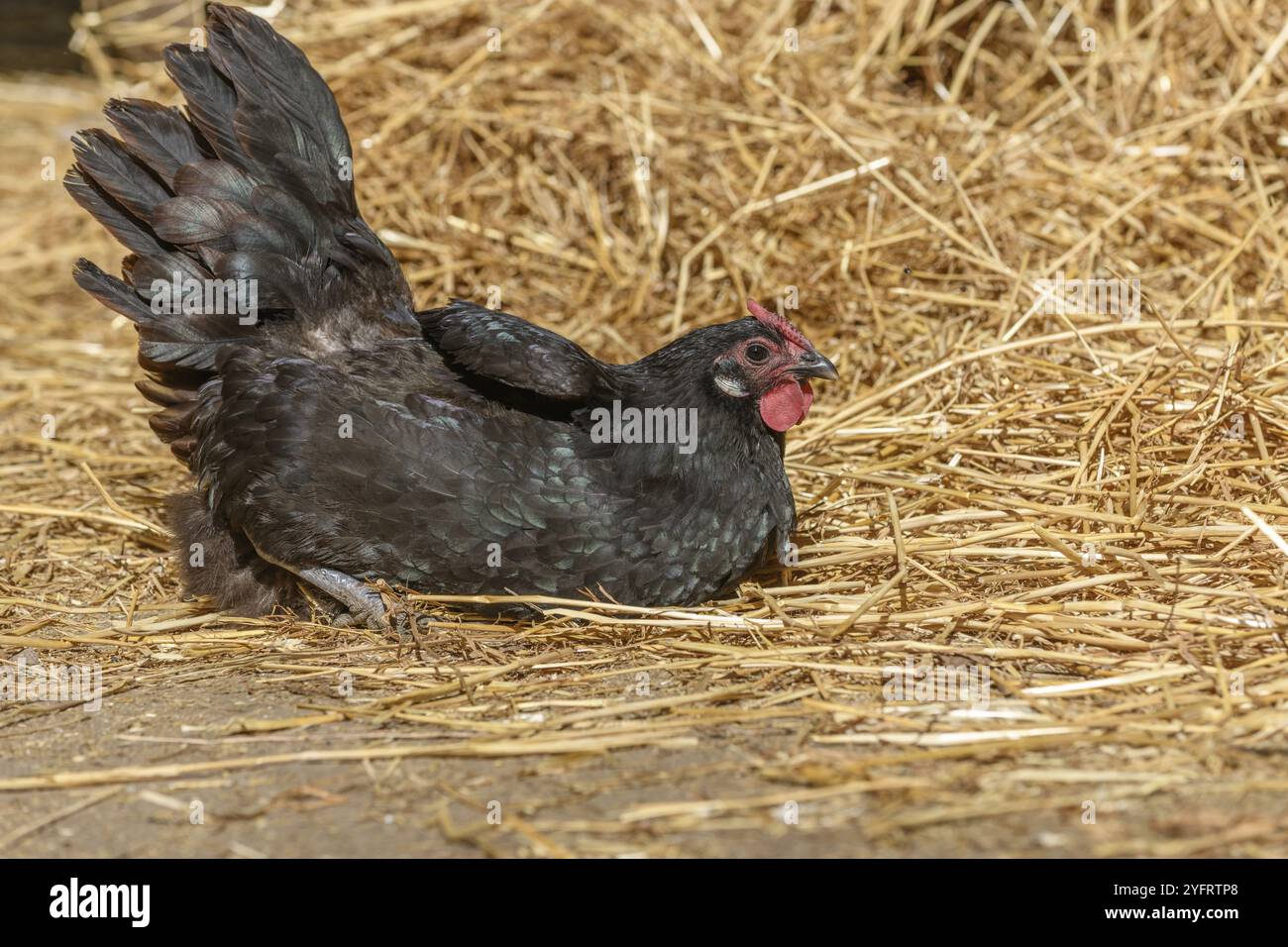 Hühner und Hühner, die auf ökologischen Landwirtschaftsbetrieben in Frankreich gehalten werden Stockfoto