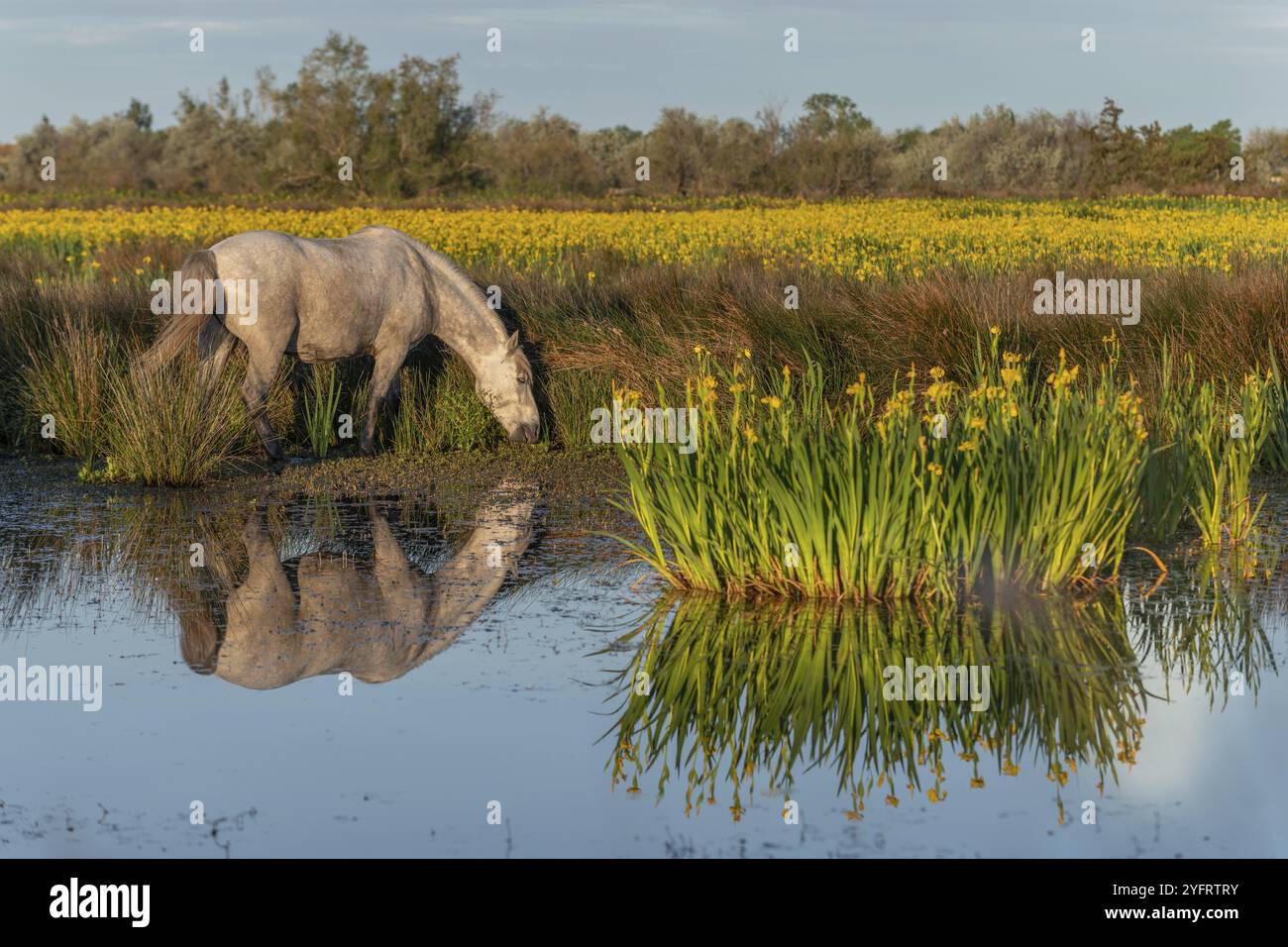 Camargue-Pferd, das in einem Sumpf voller Gelbkippen füttert. Saintes Maries de la Mer, Parc naturel Regional de Camargue, Arles, Bouches du Rhone, Provenc Stockfoto