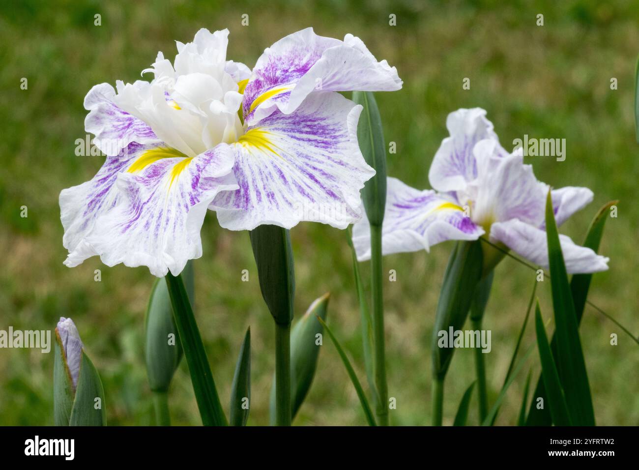 Iris ensata 'Angel Mountain', Japanisches Wasser Iris Iris Blumen Hanashobu Iris kaempferi Iridaceae Stockfoto