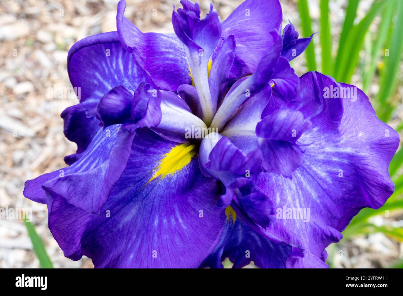 Große blaue Iris Blume Iris ensata „Electric Glow“ Stockfoto