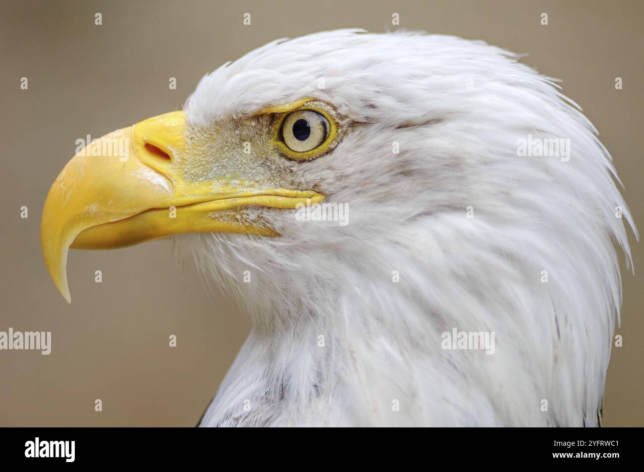 Kahl unter der Leitung der Adler, bis Schuß schließen mit unscharfen Hintergrund Stockfoto