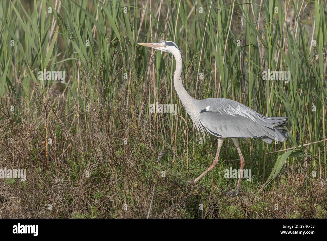 Graureiher (Ardea cinerea), der durch das Schilf am Rand eines Teiches wandert. Saintes Maries de la Mer, Camargue, Arles, Provence, Cote d'Azur, Frankreich, E Stockfoto