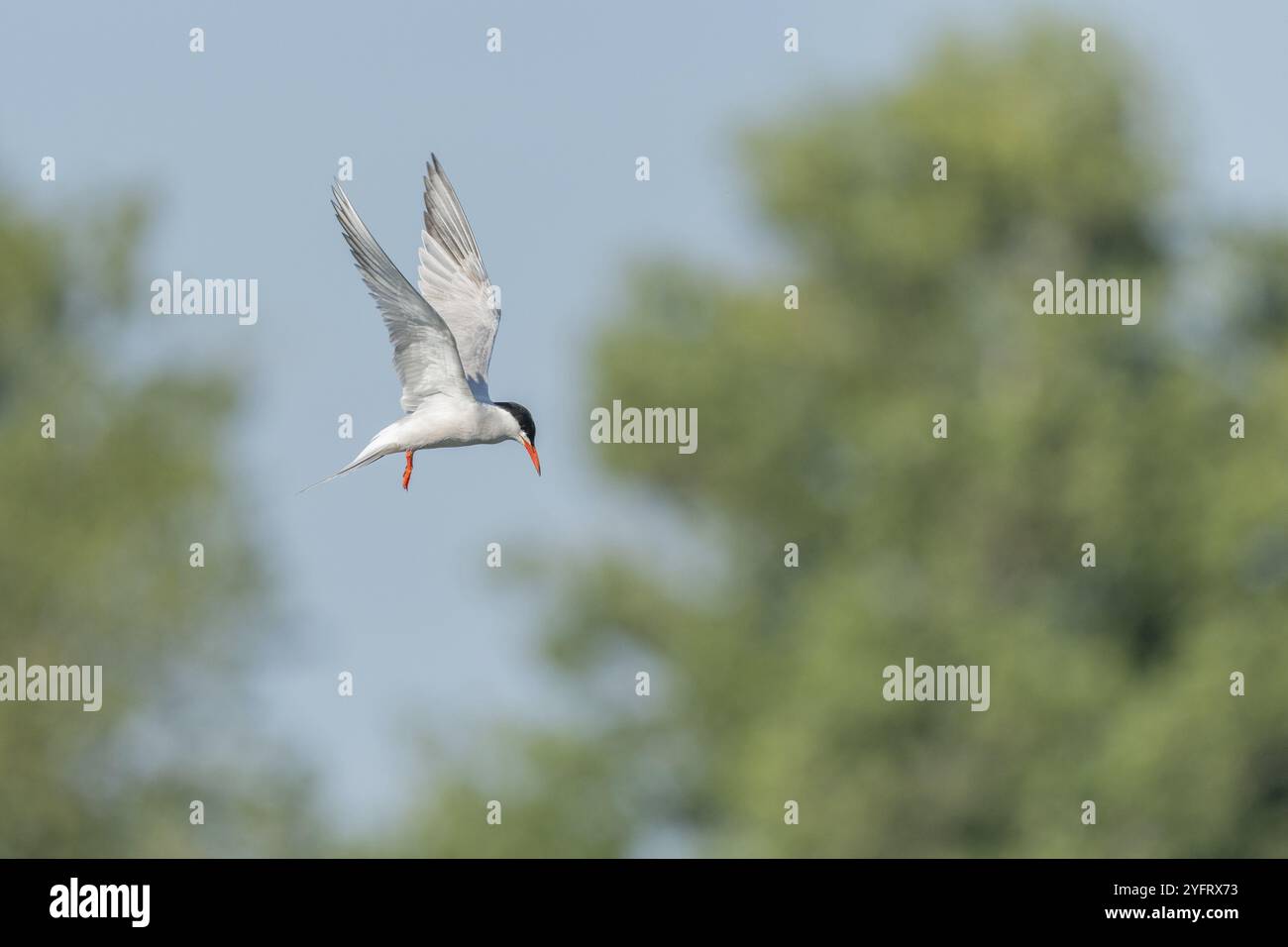 Seeschwalbe (Sterna hirundo), die über einem Sumpfgebiet schwebt. Bas Rhin, Elsass, Frankreich, Europa Stockfoto