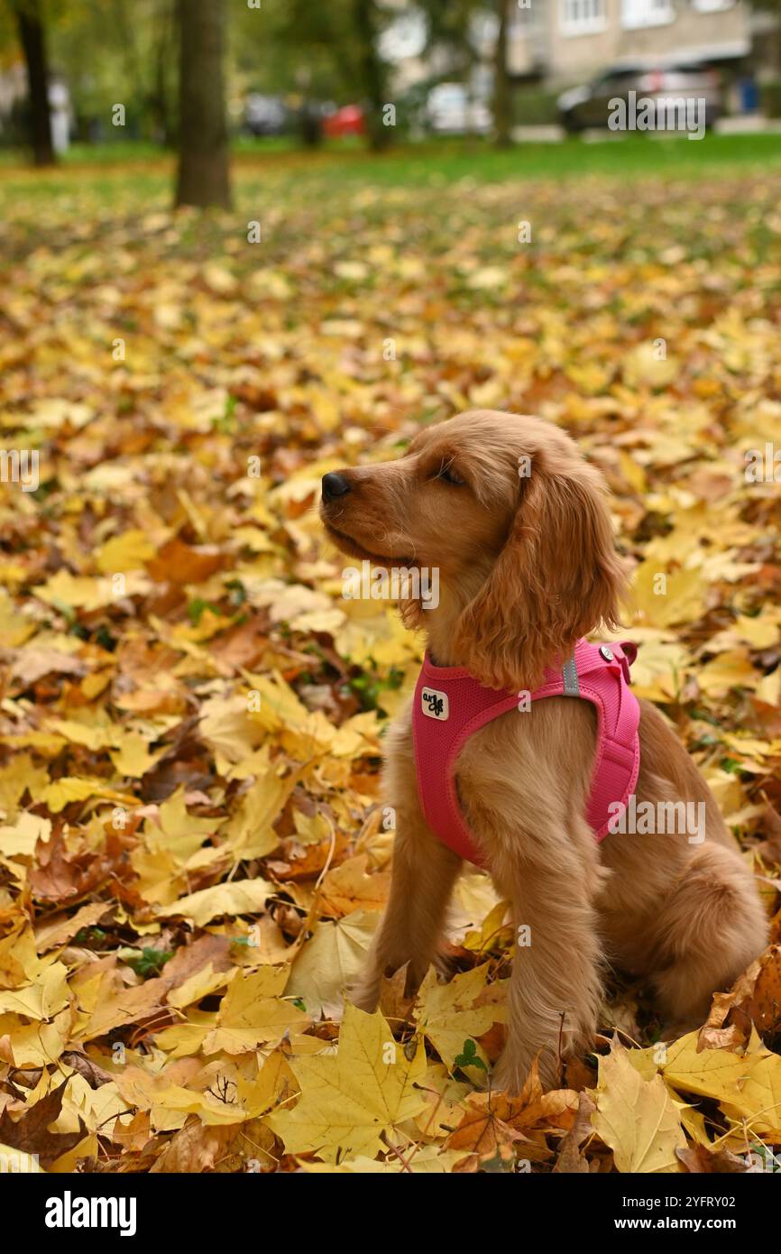 Ein geduldiger 4 Monate alter Golden English Show Cocker Spaniel Welpe sitzt auf bunten Herbstblättern in einem Park und zeigt die Schönheit des Herbstlaub Stockfoto