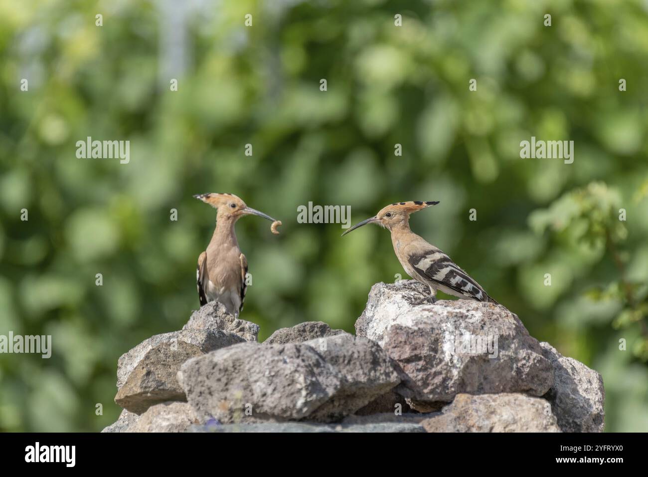 Eurasisches Wiedehopf-Paar (Upupa epops) wird seine Küken mit raupe füttern. Kaisersthul, Deutschland, Europa Stockfoto