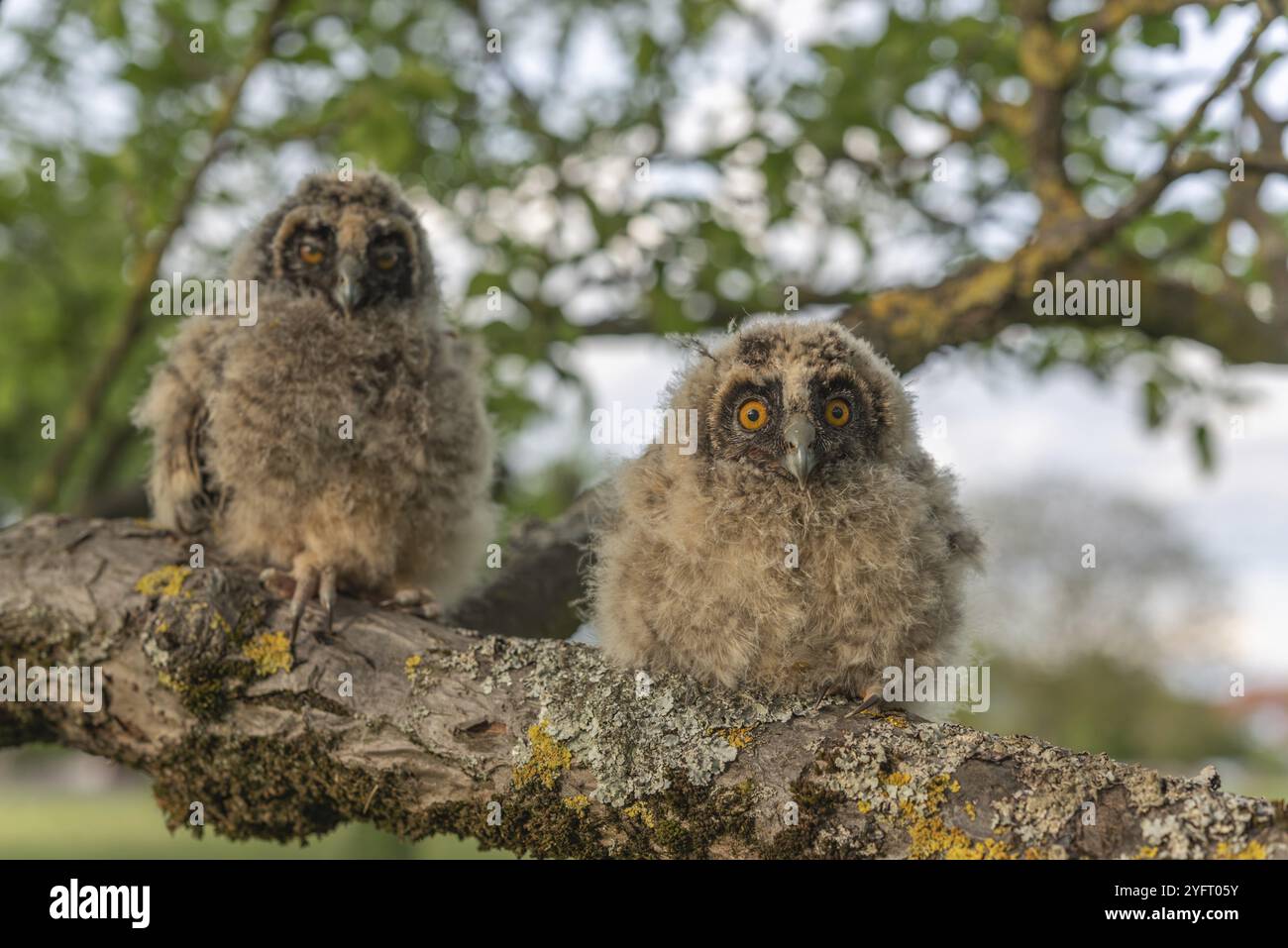 Langohreulen-Küken, die auf einem Ast in einem Obstgarten thront Stockfoto