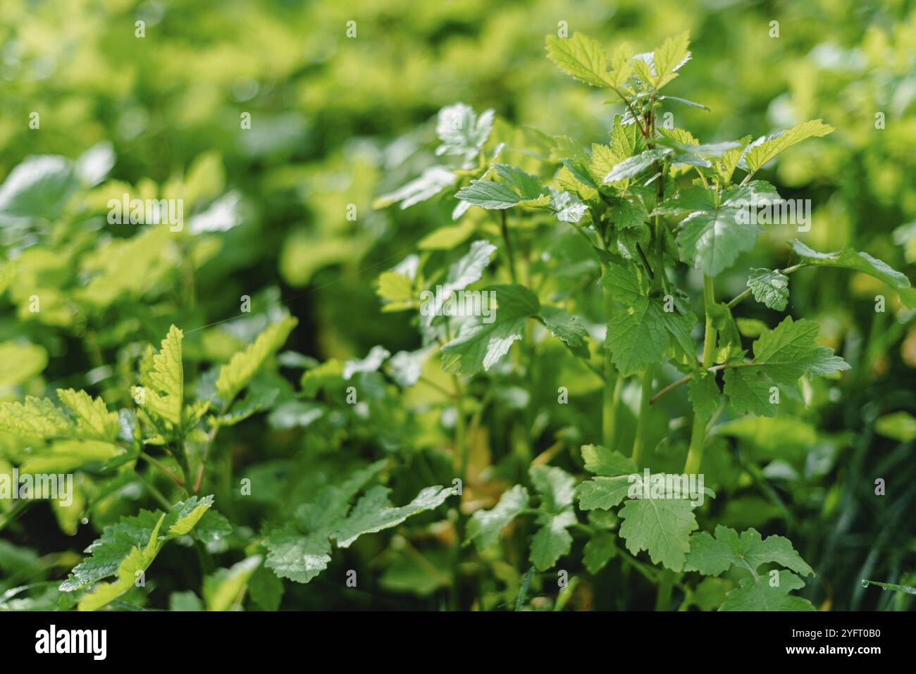 Nahaufnahme von frischem dickem Gras mit Wassertropfen am frühen Morgen. Nahaufnahme von üppigem, ungemähtem, grünem Gras mit Tau in sanftem Morgenlicht Stockfoto