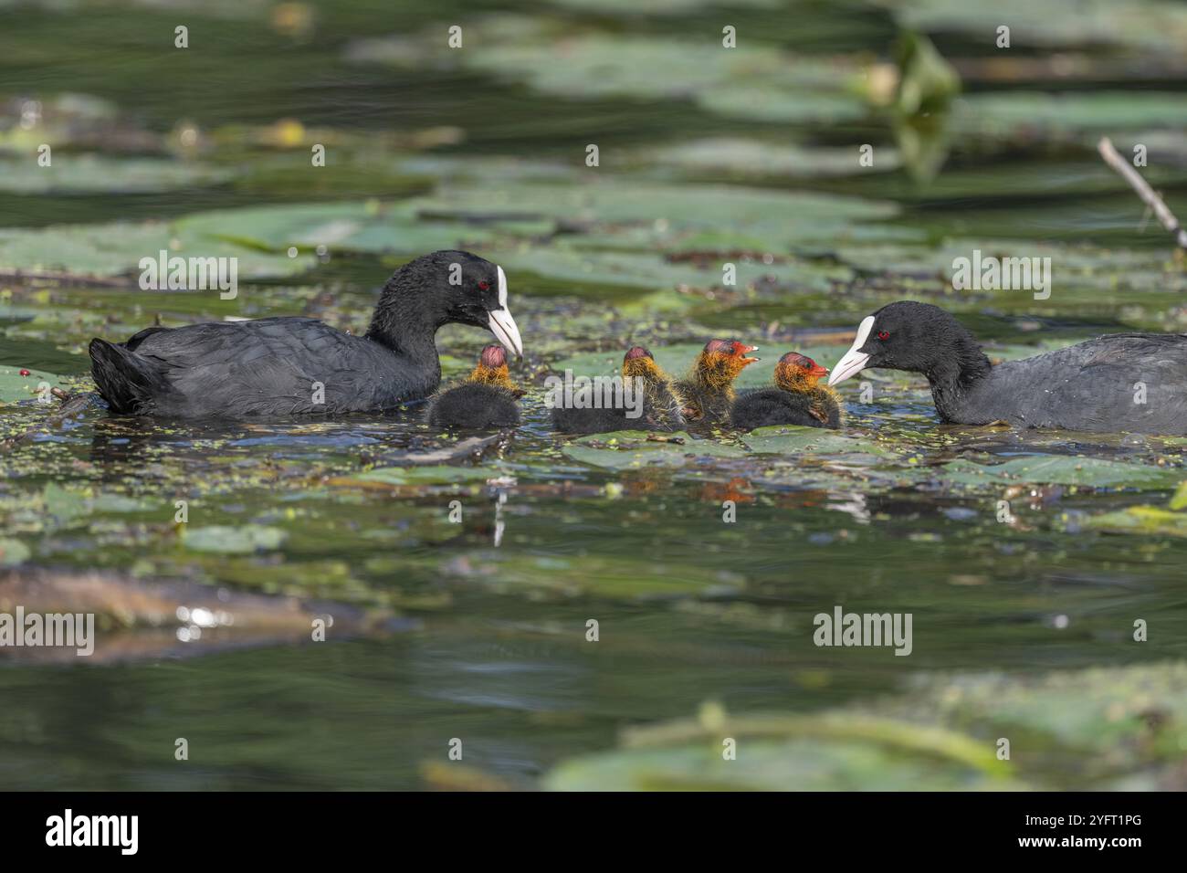 Eurasischer Coot (Fulica atra) kommt, um seine Küken zu füttern. Bas Rhin, Elsass, Frankreich, Europa Stockfoto