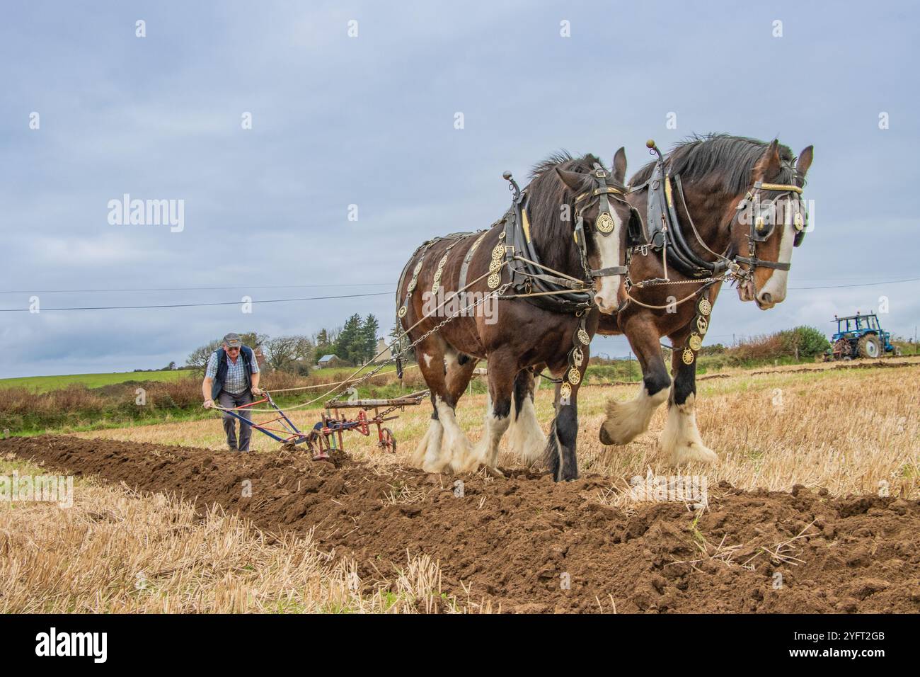 Colman Coogan mit seinen Shire Horses beim Cahermore Pflügen Match in der Nähe von Clonakilty, November 2024 Stockfoto