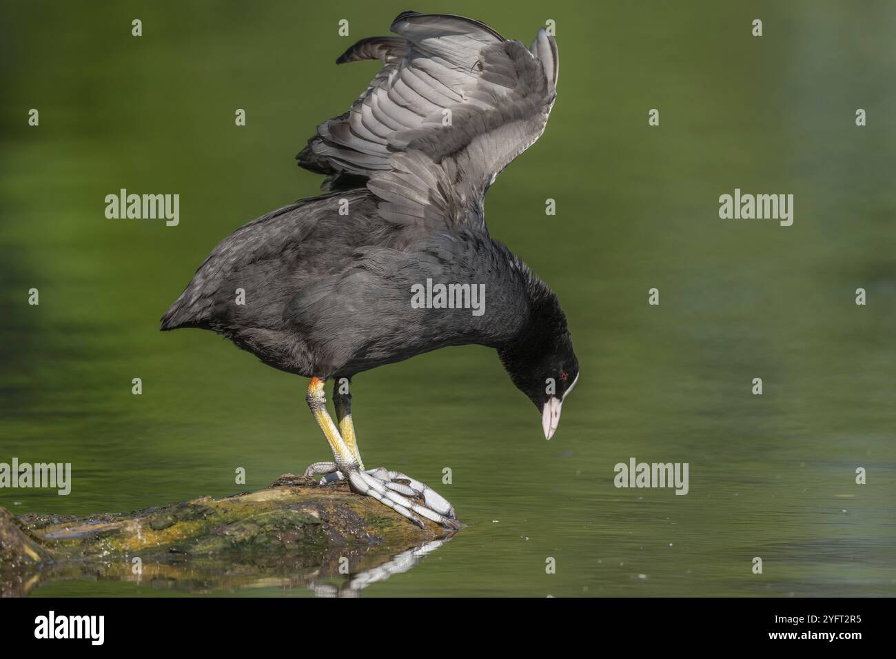 Eurasischer Huhn (Fulica atra), der seine Flügel auf einem Fluss ausdehnt. BAS-Rhin, Collectivite europeenne d'Alsace, Grand Est, Frankreich, Europa Stockfoto