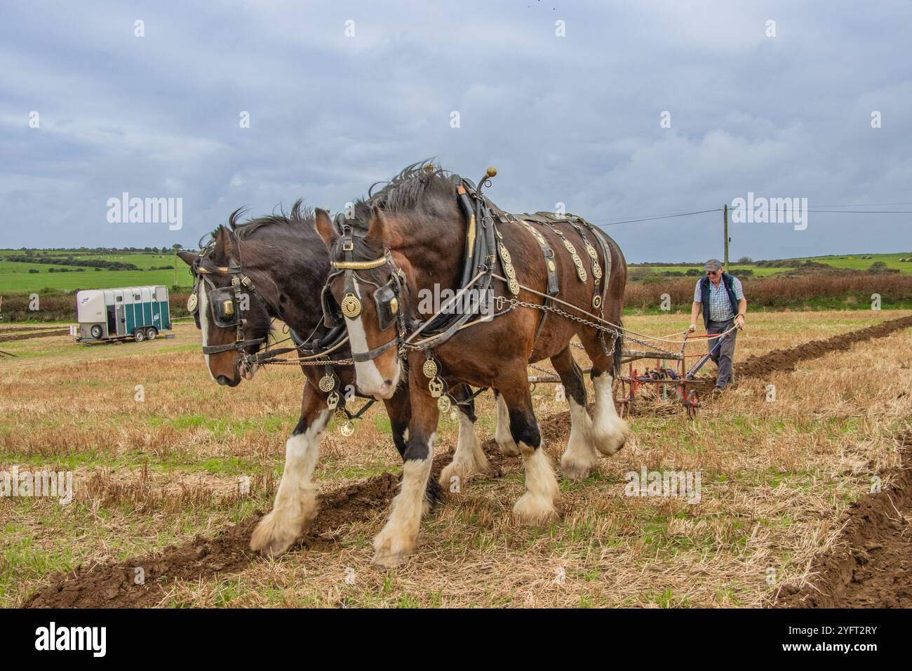 Colman Coogan mit seinen Shire Horses beim Cahermore Pflügen Match in der Nähe von Clonakilty, November 2024 Stockfoto
