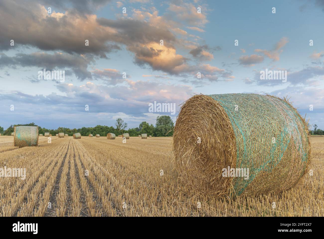 Strohwalzen auf dem Feld von geerntetem Getreide. Elsass, Frankreich, Europa Stockfoto