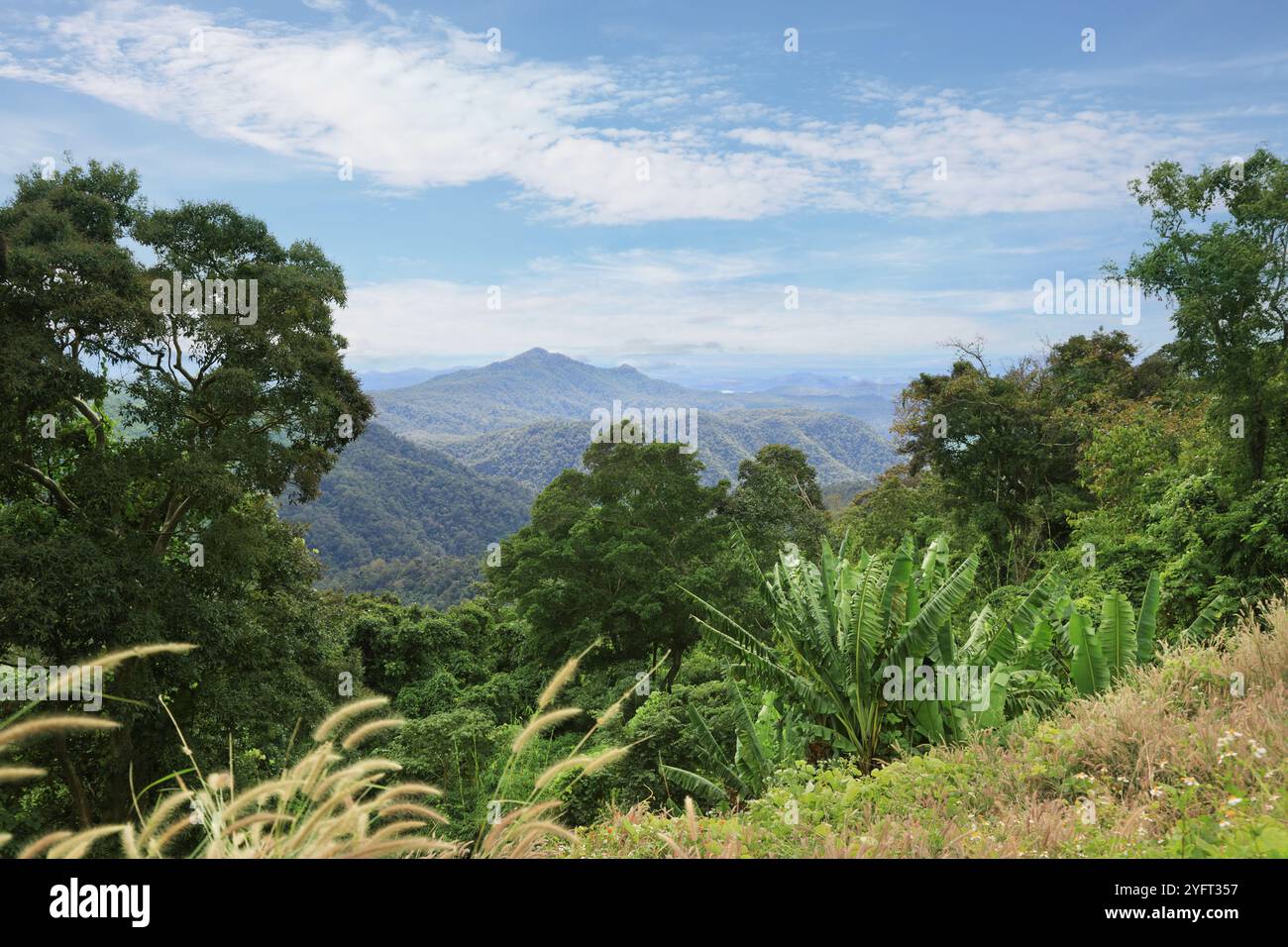 Tropische Regenwaldlandschaft in der Gegend von Lam Dong, Vietnam Stockfoto