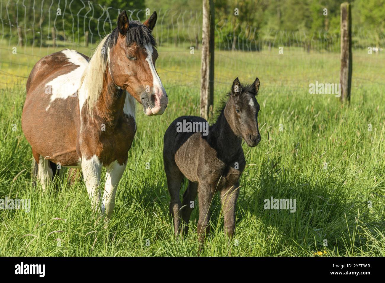 Irisches Cob-Pferd im Frühling auf einer Weide Stockfoto