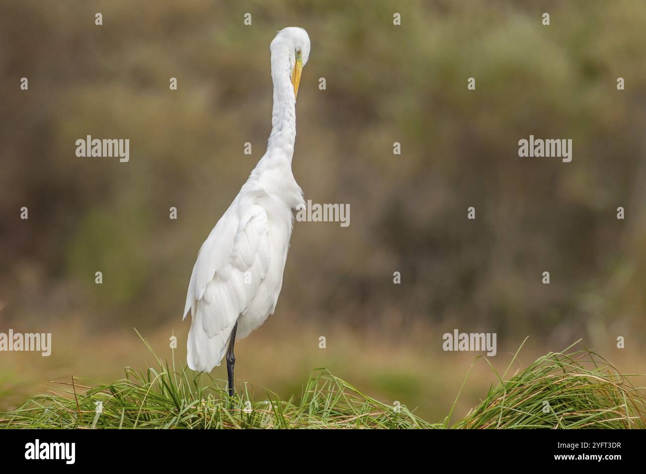 Reiher (Ardea alba) stinkt seine Federn im Sumpf. Elsass, Frankreich, Europa Stockfoto