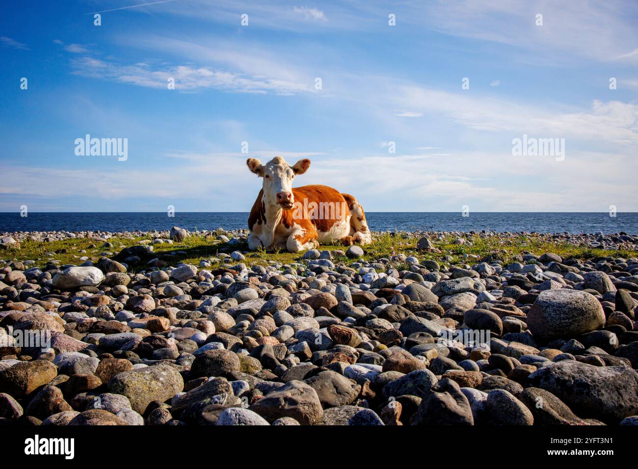 Eine Hereford-Kuh ruht friedlich am Kiesstrand von Jomfruland, einer Insel in Telemark, Norwegen. Freiweidende Kühe wie diese haben tendenziell geringere Umweltauswirkungen als industrielle Milchbetriebe. Beide tragen zwar zu Methanemissionen bei, aber freiweidende Kühe unterstützen die Biodiversität und die Gesundheit des Bodens mit natürlichen Weidemustern, die dazu beitragen, Kohlenstoff im Boden zu binden. Im Gegensatz dazu sind industrielle Milchbetriebe aufgrund von konzentrierten Futtermitteln, synthetischen Düngemitteln und energieintensiver Futtermittelproduktion mit höheren Emissionen verbunden. Nachhaltige Weidepraktiken können die Klimaauswirkungen mindern Stockfoto