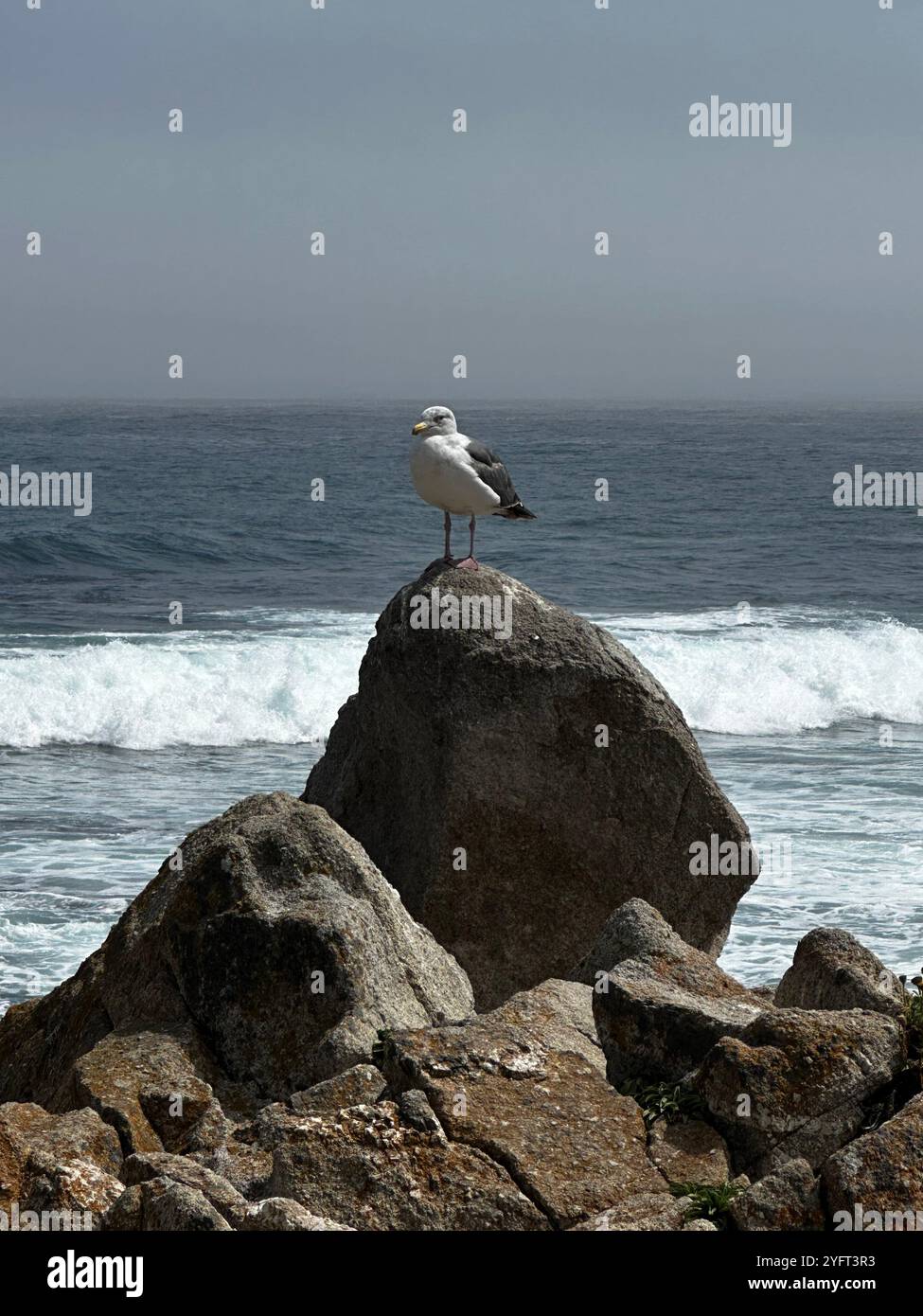 Kalifornische Vögel - Smartphone-aufgenommenes Stockfoto
