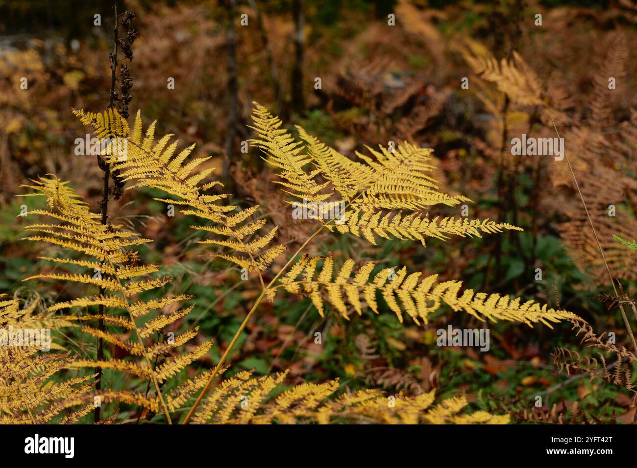 Herbstliche Farben entlang der Wälder des Llugwy-Tals bei Betws-Y-Coed Stockfoto