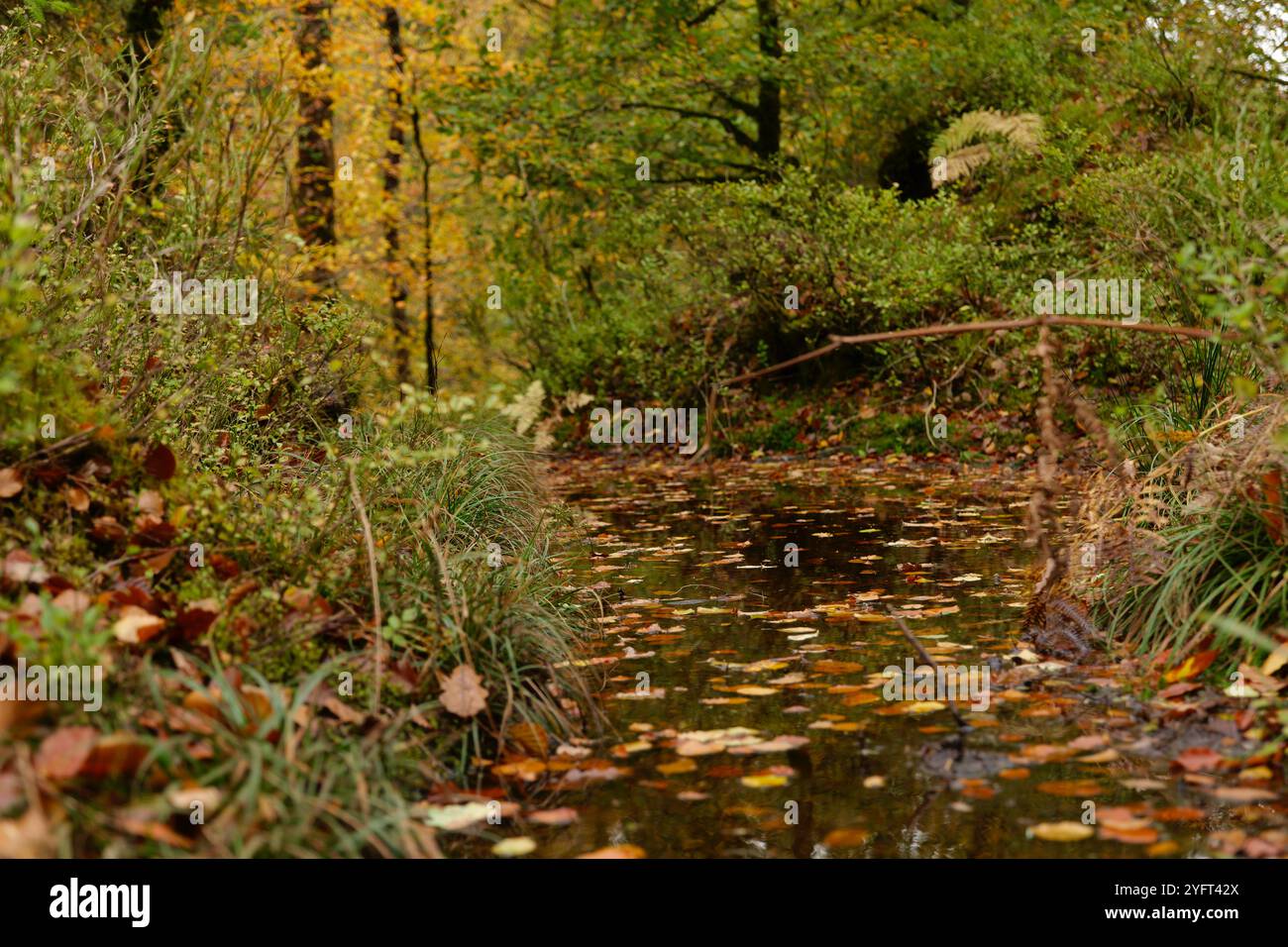 Herbstliche Farben entlang der Wälder des Llugwy-Tals bei Betws-Y-Coed Stockfoto