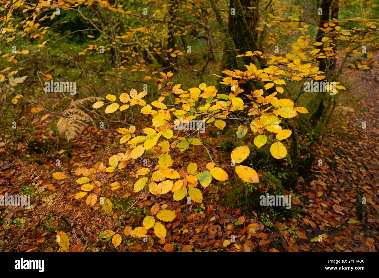 Herbstliche Farben entlang der Wälder des Llugwy-Tals bei Betws-Y-Coed Stockfoto