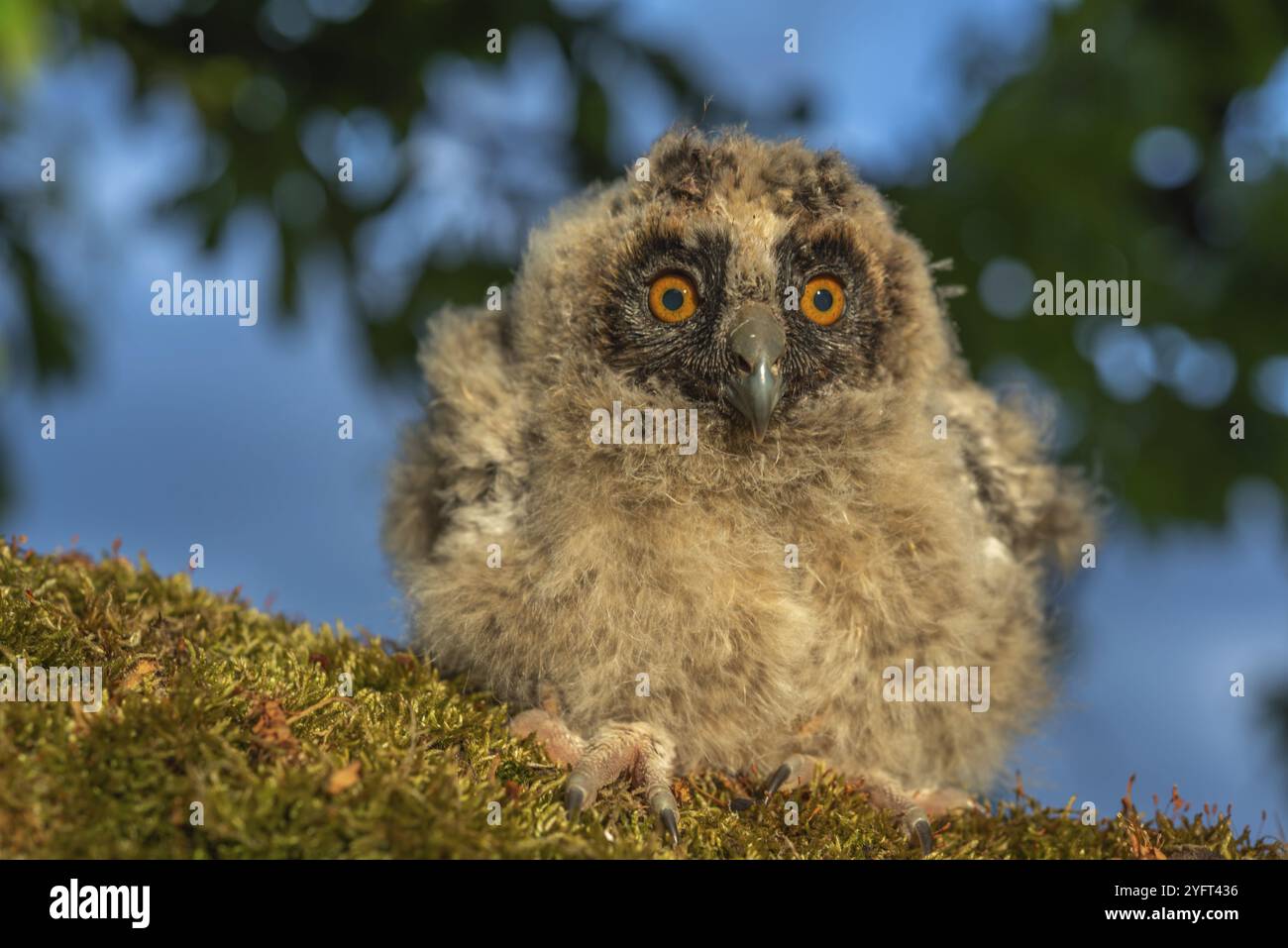 Langohreulen-Küken, die auf einem Ast in einem Obstgarten thront Stockfoto