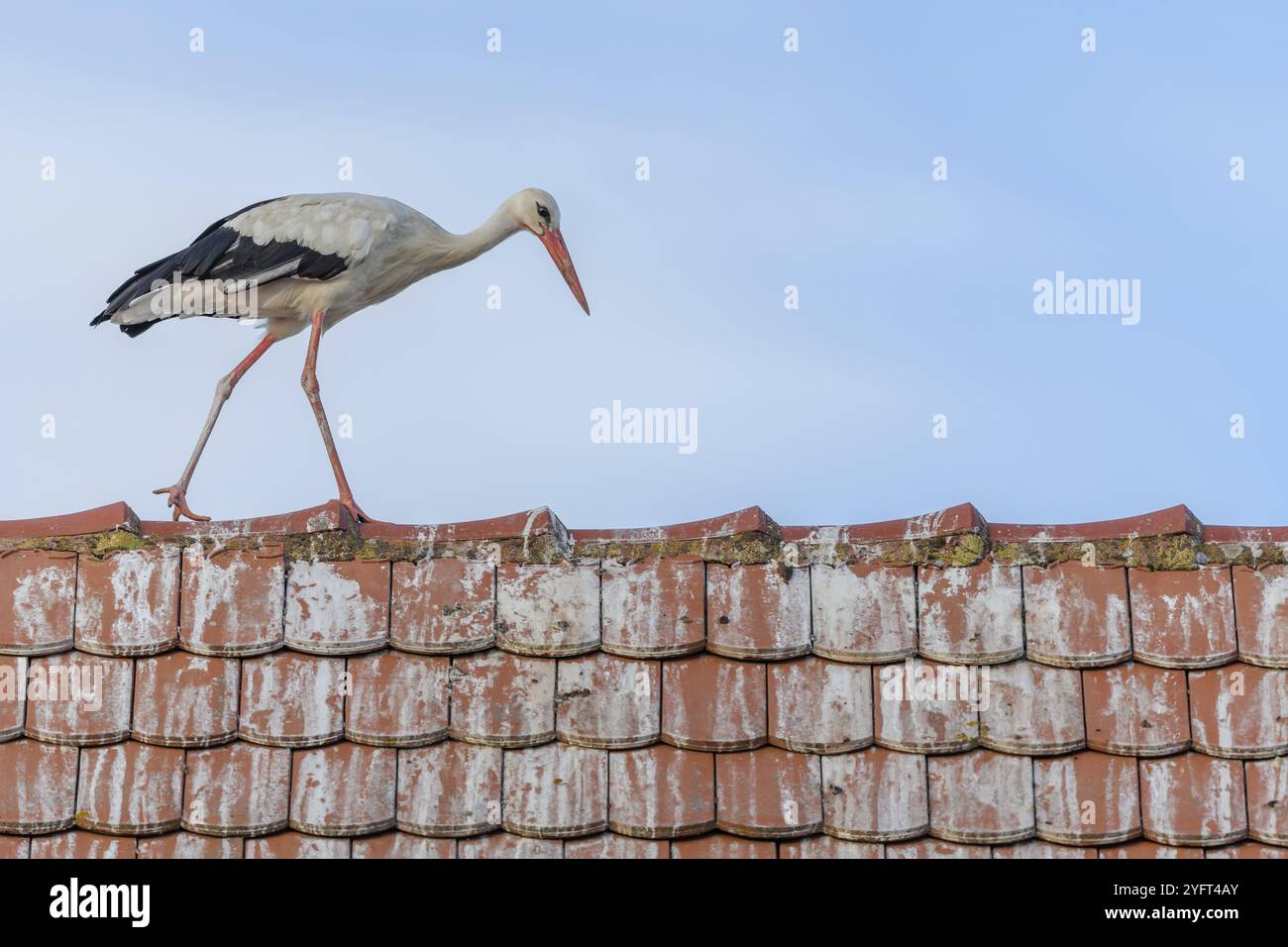 Weißstorch (ciconia ciconia), der auf dem Dach eines Hauses läuft. BAS-Rhin, Collectivite europeenne d'Alsace, Grand Est, Frankreich, Europa Stockfoto