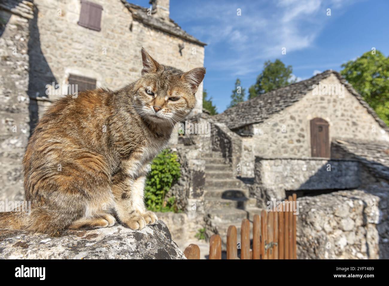 Junge Katze, die in der Morgensonne in einem Steindorf ruht. Le Rozier, Millau, Grands Causses, Florac, Lozere, Occitanie, Cevennen, Frankreich, Europa Stockfoto