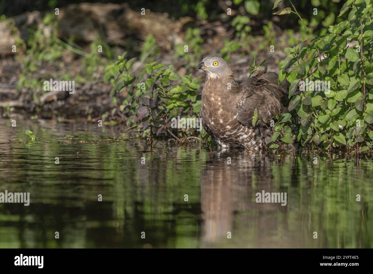 Europäischer Honigbussard (Pernis apivorus), der während einer Hitzewelle in einem Teich trinkt. BAS-Rhin, Collectivite europeenne d'Alsace, Grand Est, Frankreich, Stockfoto